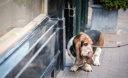 Basset hound on the street